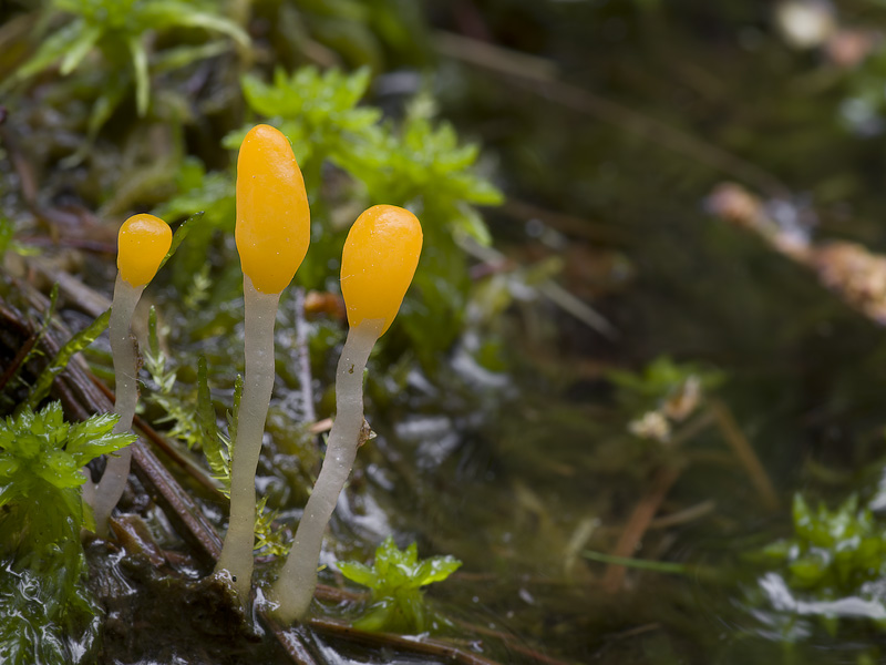 Mitrula paludosa